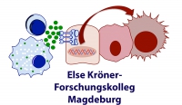 Else-Kröner-Kolleg-Logo mit Schrift